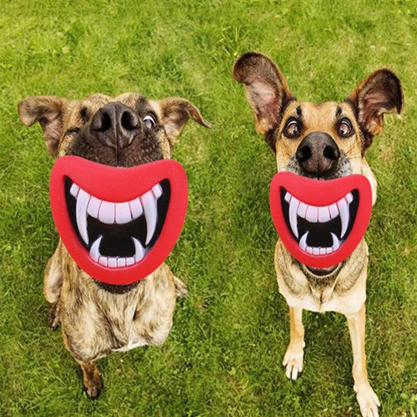 Dog Chew Toy | Indestructible Dog Toys | Bubba's Pet Emporium